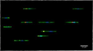 microchannels migration