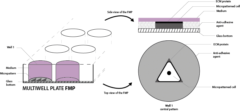 micropatterns 96 well plate