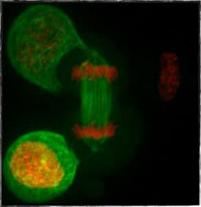 anaphase