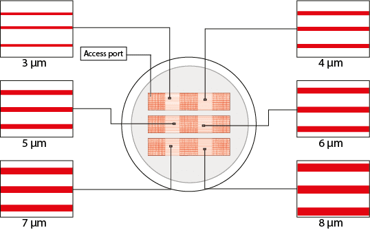 small microchannels cell migration