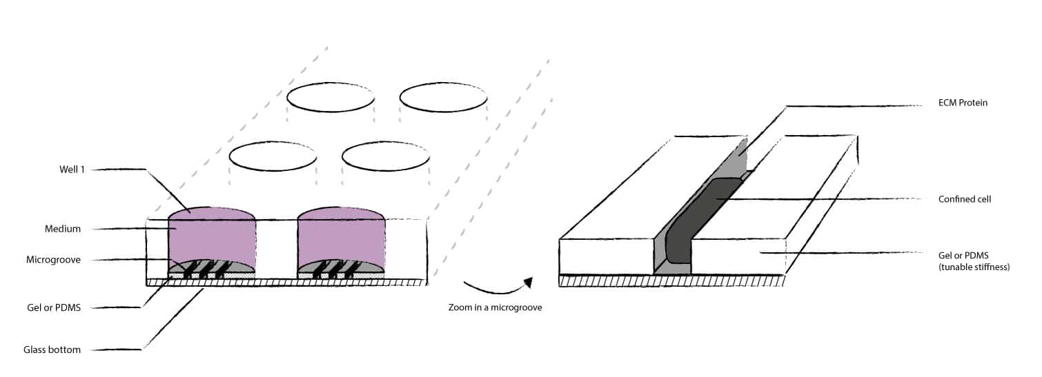 Cell in microgroove