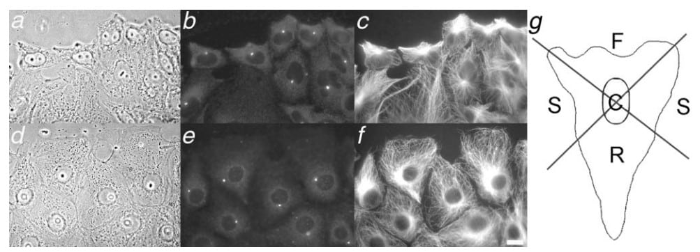 Centrosome behavior in wound-edge CHO and PtK cells