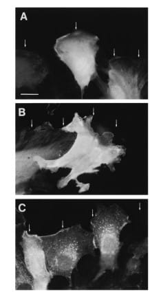 Cdc42 is required for morphological polarization in leading edge cells