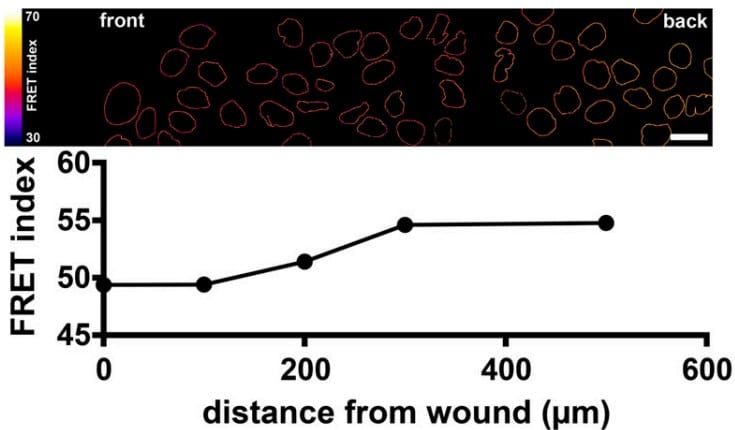 The FRET index of artificial nuclear envelope protein constructs decreases at the edge of the wound