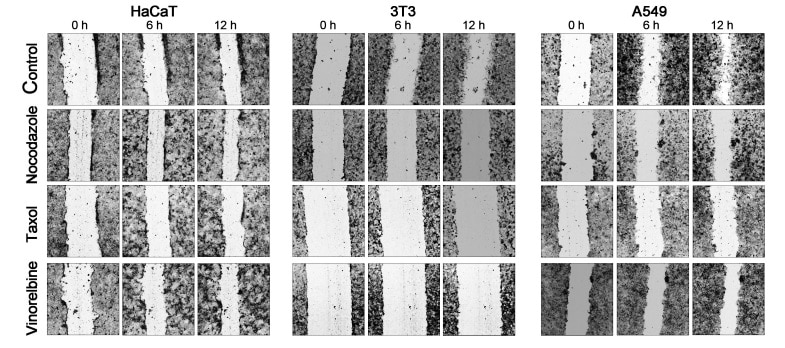 Comparison of the time course of wound closure with the anti-microtubule drugs in a 12 h interval shows that the untreated cells HaCaT, 3T3, and A549 advance significantly into a wound, while the scratch area closure is slowed in the presence of nocodazole, Taxol, and vinorelbine.