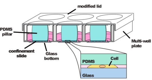 confined cells